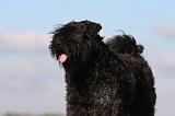 BOUVIER DES FLANDRES 223